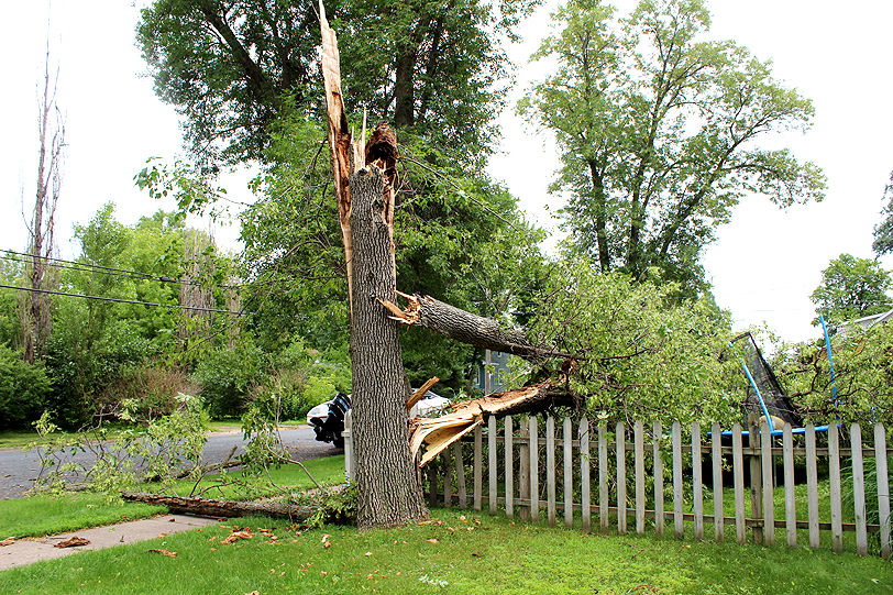 Noble Tree Down